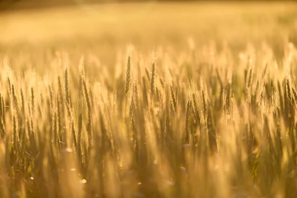 Closeup photo of some fresh wheat — Stock Photo, Image