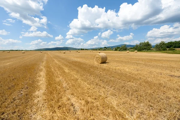 Fianzas de heno en el campo — Foto de Stock