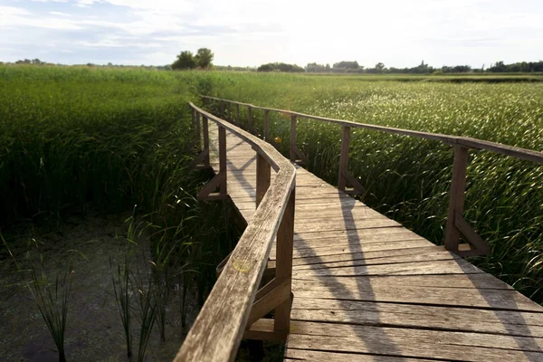 Holzweg durch das Schilf — Stockfoto