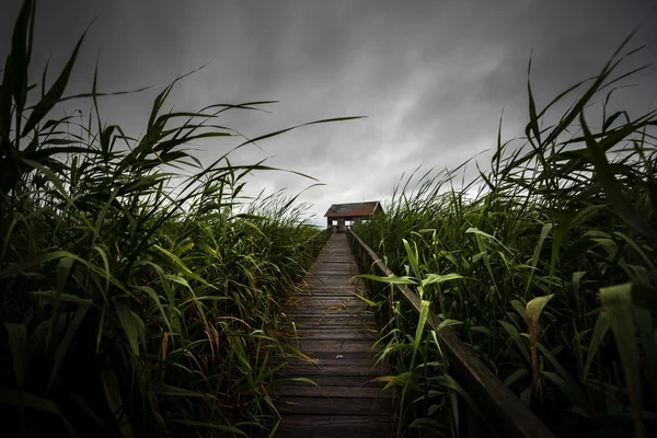 Holzweg durch das Schilf — Stockfoto