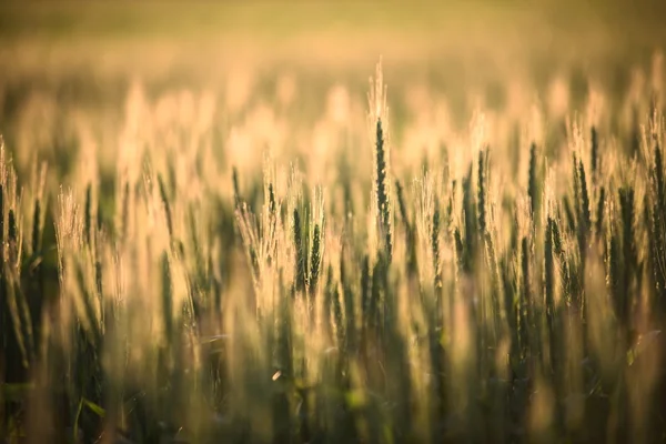 Closeup photo of some fresh wheat — Stock Photo, Image