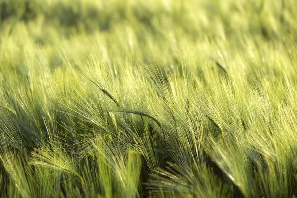 Closeup fotografie nějaké čerstvé pšeničné — Stock fotografie