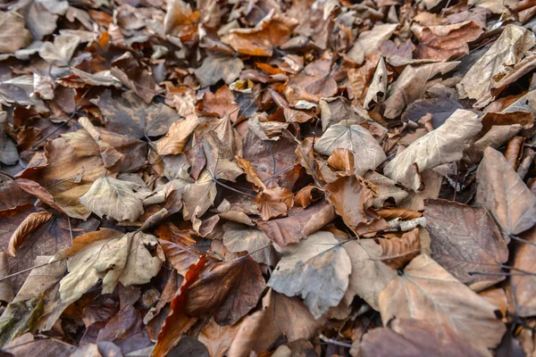 Fundo colorido de folhas de outono — Fotografia de Stock