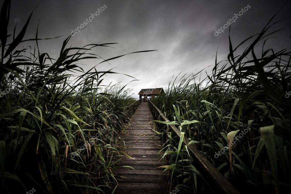 Wooden path trough the reed — Stock Photo © svedoliver 74065705