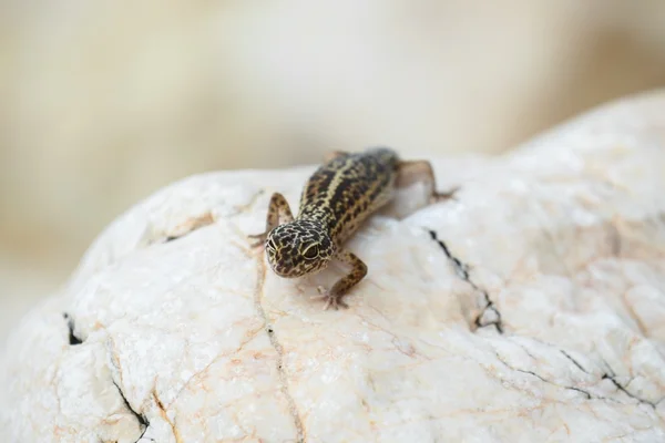 Gecko lizard on rocks — Stock Photo, Image