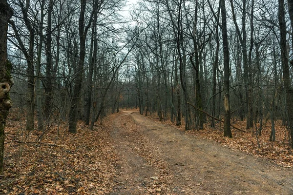 Piccolo sentiero che attraversa il parco — Foto Stock