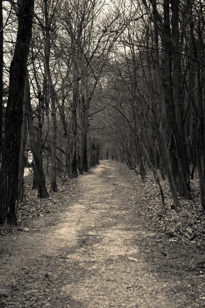Piccolo sentiero che attraversa il parco — Foto Stock
