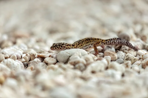 Gecko lizard on rocks — Stock Photo, Image