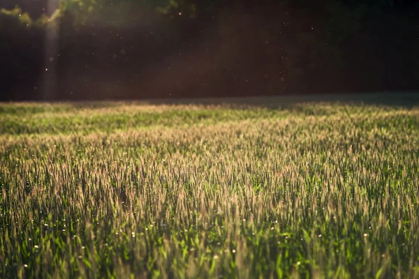 Gecultiveerd land close-up — Stockfoto