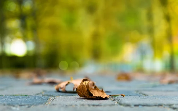 Autumnal leaf on the ground — Stock Photo, Image