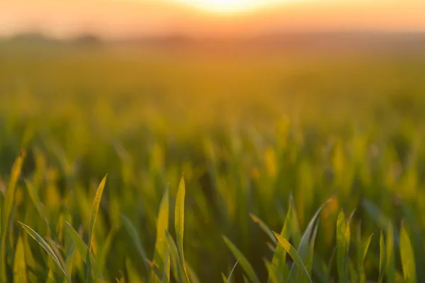 Närbild foto av färskt grönt gräs — Stockfoto