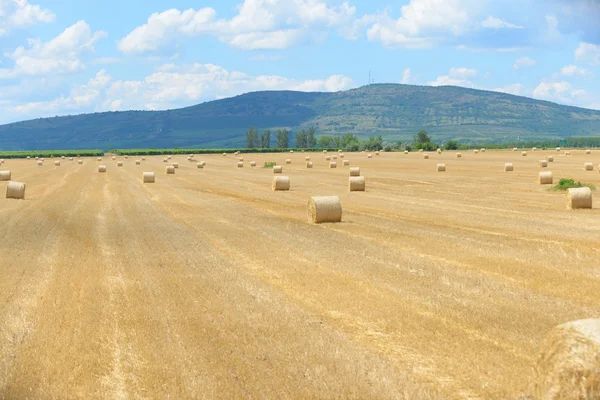 Hay bails on the field — Stock Photo, Image