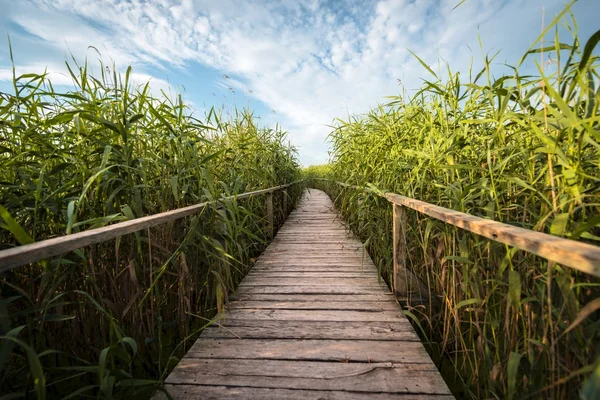 Camino de madera a través de la caña — Foto de Stock