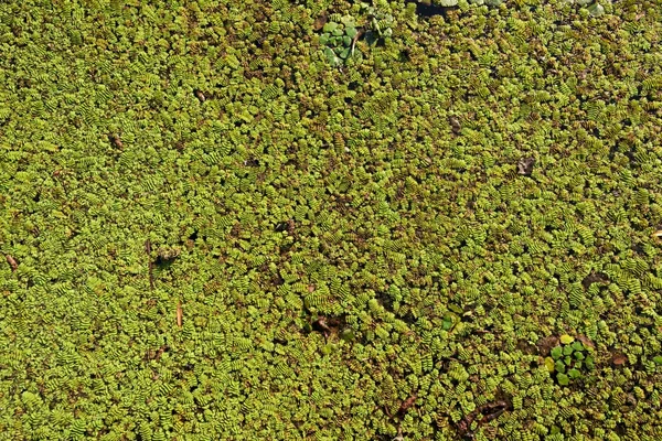 テクスチャとしての水草 — ストック写真