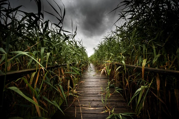 Chemin en bois à travers le roseau — Photo