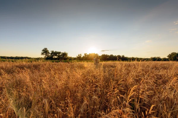 Large agricultural field with cereal — Stock Photo, Image