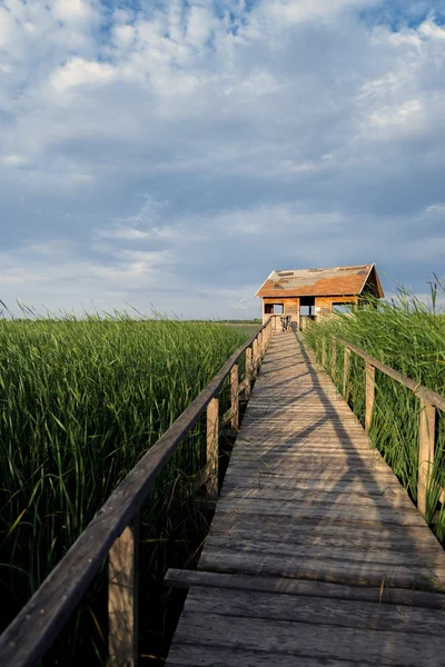 Wooden path trough the reed — Stock Photo, Image