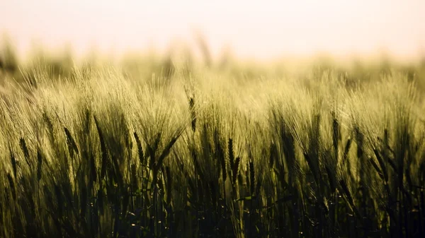 いくつかの新鮮な小麦のクローズ アップ写真 — ストック写真