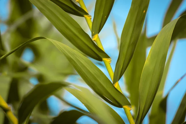 Färska gröna växter utomhus — Stockfoto