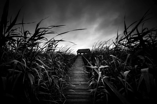 Wooden path trough the reed — Stock Photo, Image