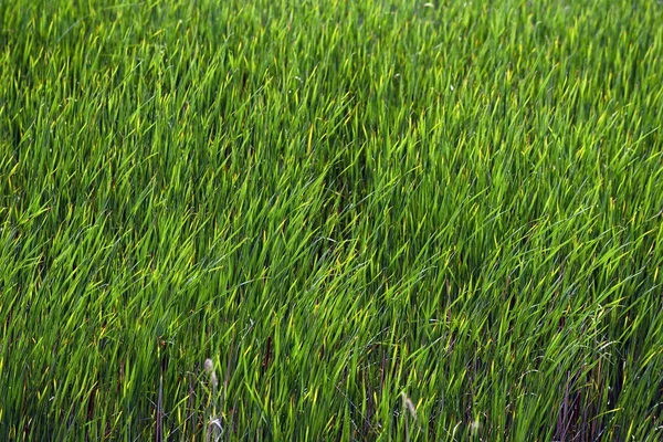 Frische grüne Pflanzen im Freien — Stockfoto