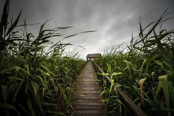 Sentiero in legno attraverso la canna — Foto Stock