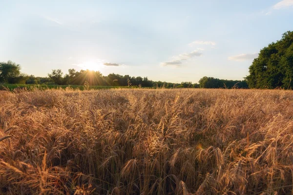 Large agricultural field with cereal — Stock Photo, Image