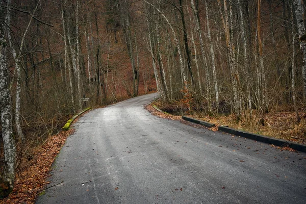 Road in autumn forest landscape — Stock Photo, Image