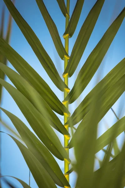 Piante verdi fresche all'aperto — Foto Stock