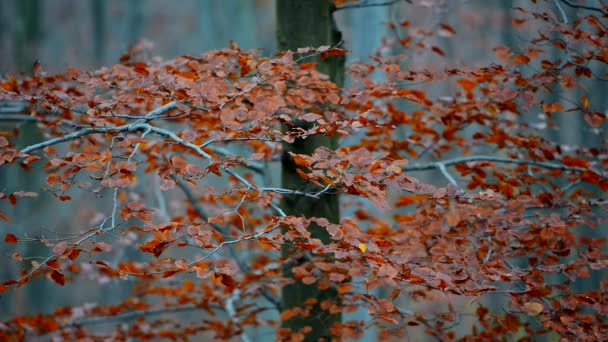 Jesienne drzewo traci liście — Wideo stockowe