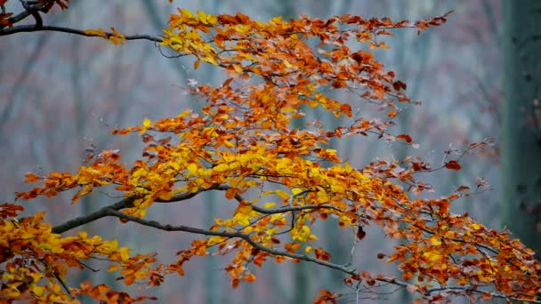 Őszi fa elveszíti levelei — Stock videók