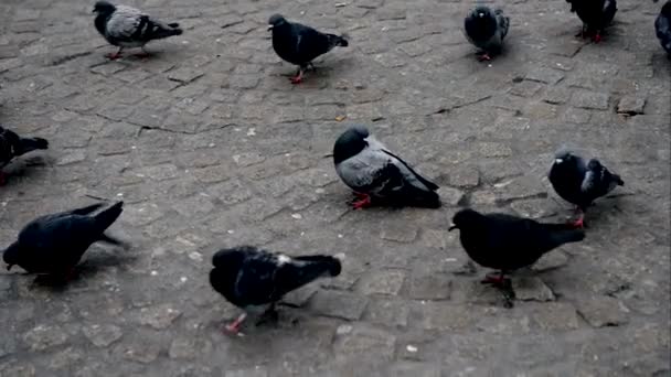 鸽子紧靠地面 — 图库视频影像