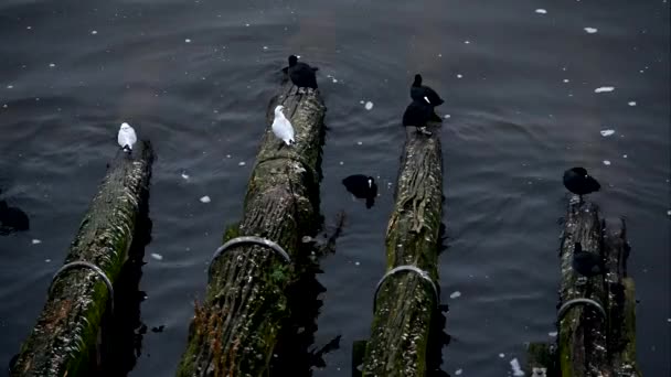 Flock sittande fåglar — Stockvideo