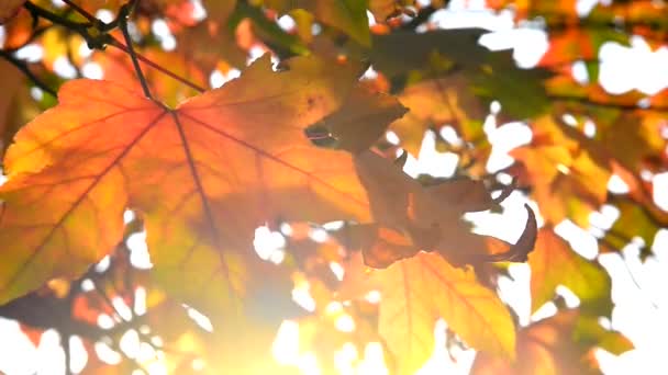 Autumnal leaves as background — Stock Video