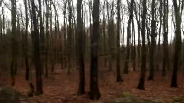 Movimiento horizontal desde la ventana del tren con el bosque en otoño — Vídeos de Stock