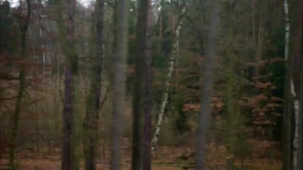 Horizontal movement from train window with forest at fall — Stock Video