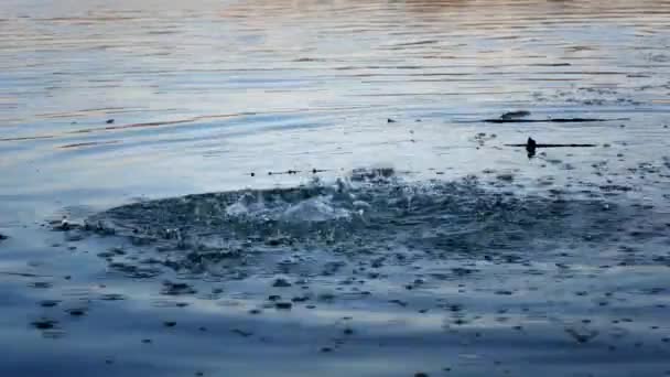 Маленькая скала брызгает в воду — стоковое видео