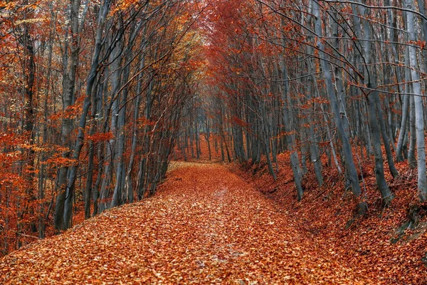 Percorso attraverso la foresta autunnale — Foto Stock