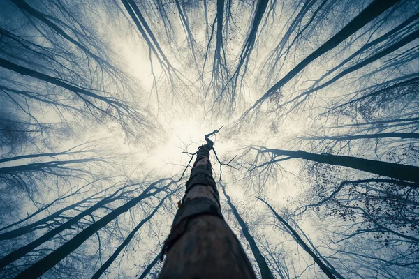 Mäktiga träd står i den förtrollade skogen — Stockfoto