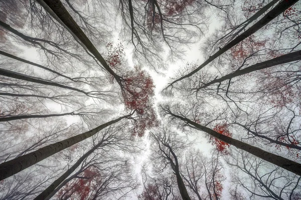 Poderosos árboles de pie en el bosque encantado —  Fotos de Stock