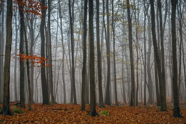 Día de otoño en el bosque encantado — Foto de Stock