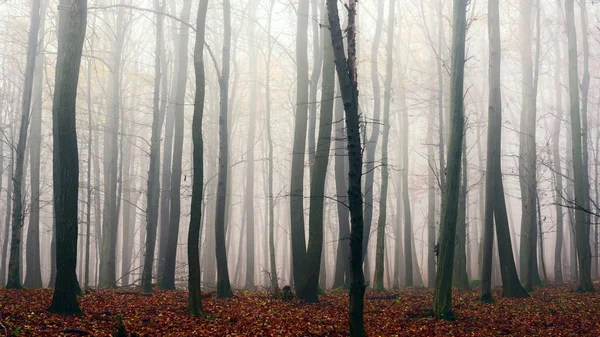 Herbsttag im verwunschenen Wald — Stockfoto