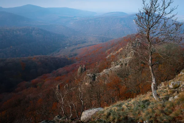 Letecký pohled na podzimní les — Stock fotografie