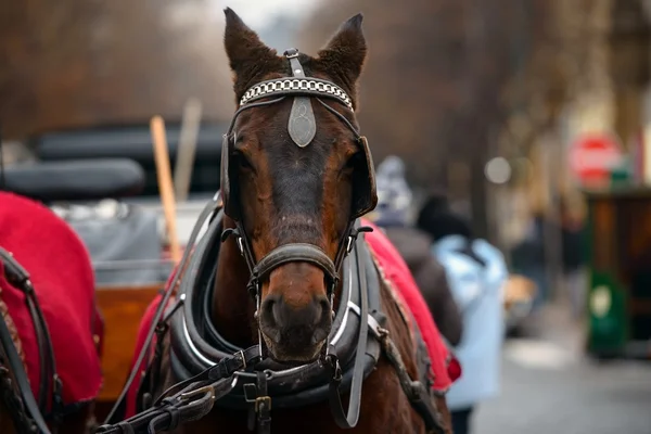 Cheval de Noël rêveur — Photo