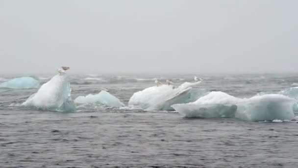 Голубые айсберги, плавающие на ледниковой лагуне Джокунсарлон — стоковое видео