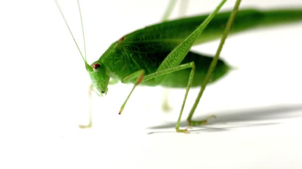 격리 된 흰 배경 큰 녹색 메뚜기 — 비디오