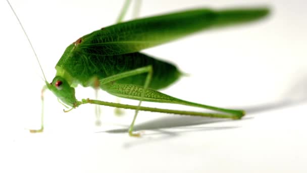 Grande sauterelle verte sur fond blanc isolé — Video