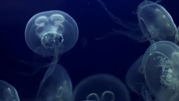 Медузи Підводні камери з сяючими медузами, що рухаються навколо — стокове відео