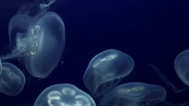 Jellyfish Underwater Footage with glowing medusas moving around — Stock Video