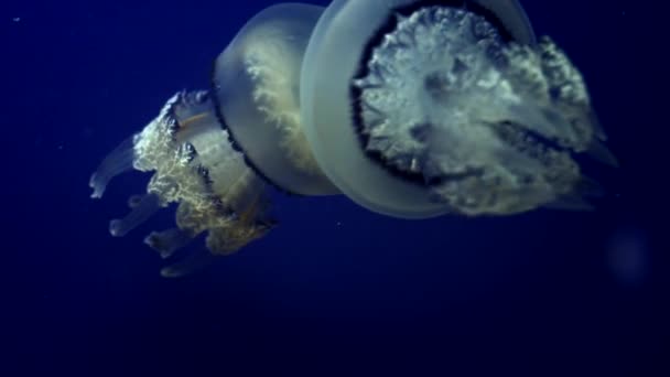 Медузы под водой Запись со светящимися медузами, движущимися вокруг — стоковое видео